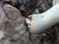 Hatalmas tölcsérgomba (Aspropaxillus giganteus), Budai-hegység